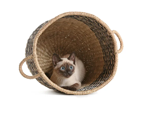 Cute Thai Cat Wicker Basket White Background — Stock Photo, Image