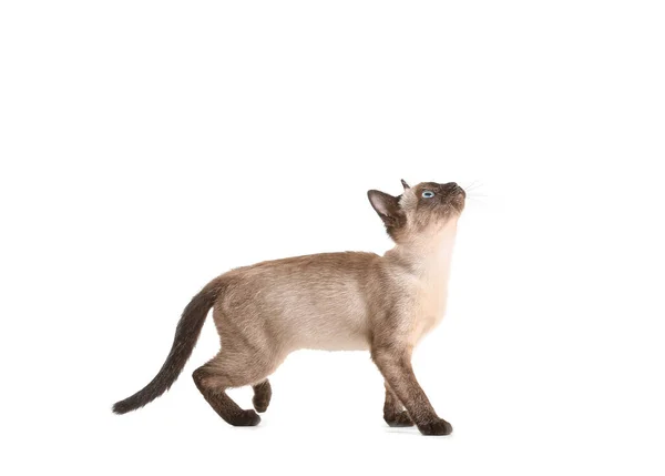 白色背景的可爱的泰国猫 — 图库照片