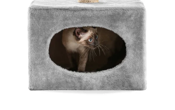 Roztomilý Legrační Thajská Kočka Skrývá Svém Domě Bílém Pozadí — Stock fotografie