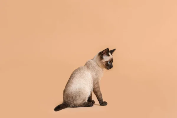 Gato Tailandês Bonito Fundo Cor — Fotografia de Stock