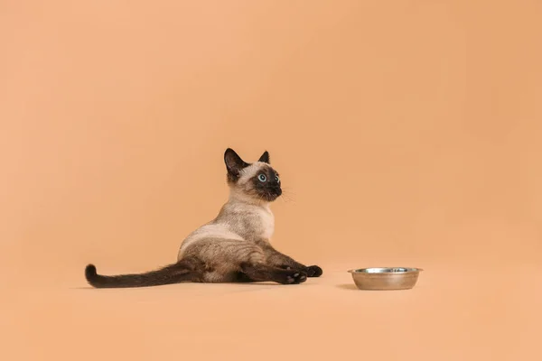 Cute Thai cat and bowl with food on color background