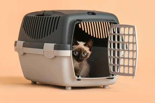 Cute Thai cat in carrier on color background