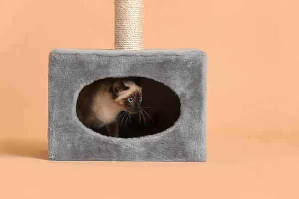Cute Thai cat hiding in its house on color background