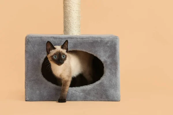 Roztomilý Thajská Kočka Skrývá Svém Domě Barevném Pozadí — Stock fotografie