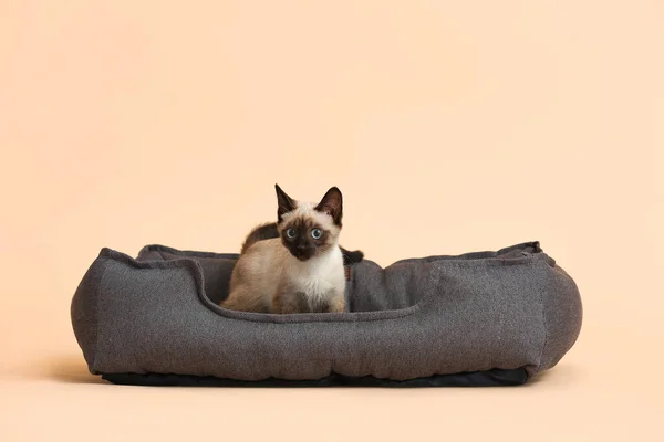 Cute Thai Cat Pet Bed Color Background — Stock Photo, Image