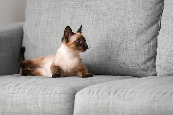 Roztomilá Thajská Kočka Pohovce Doma — Stock fotografie