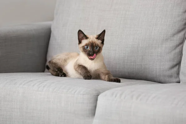 Cute Thai Cat Sofa Home — Stock Photo, Image