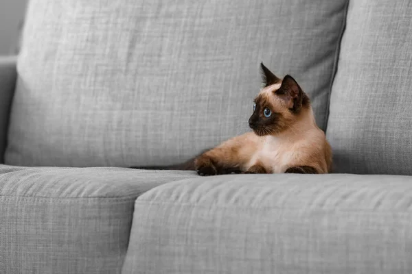 Cute Thai cat on sofa at home