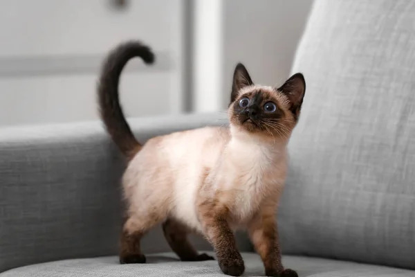 Симпатичная Тайская Кошка Диване Дома — стоковое фото