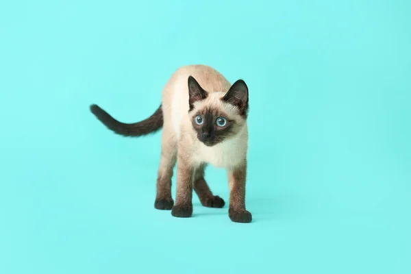 Χαριτωμένο Thai Γάτα Στο Φόντο Χρώμα — Φωτογραφία Αρχείου