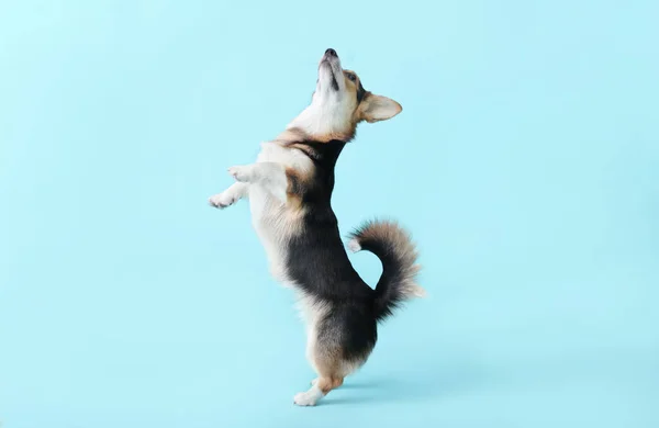 Cute Corgi Pies Tle Koloru — Zdjęcie stockowe