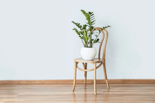 Chair Houseplant Light Wall — Stock Photo, Image
