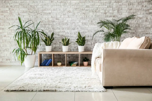 観葉植物とモダンな部屋のインテリア — ストック写真