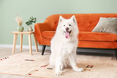 Evdeki yumuşak halıda sevimli komik bir köpek.