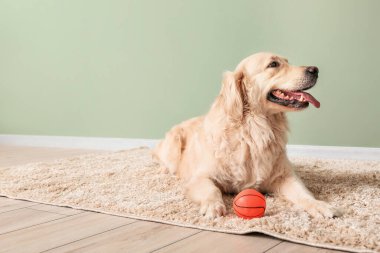 Evdeki yumuşak halıda sevimli komik bir köpek.