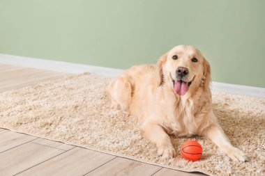 Evdeki yumuşak halıda sevimli komik bir köpek.