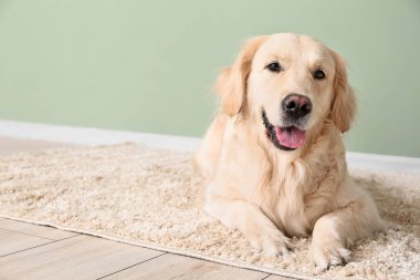 Evdeki yumuşak halıda sevimli komik bir köpek.