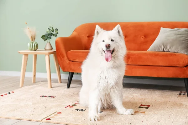 Cão Engraçado Bonito Tapete Macio Casa — Fotografia de Stock