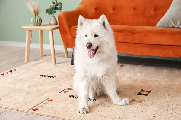 Chien Drôle Mignon Sur Tapis Doux Maison — Photo