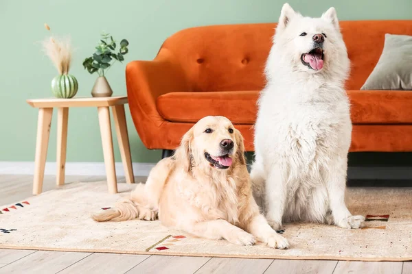 Evdeki Yumuşak Halıda Sevimli Komik Köpekler — Stok fotoğraf