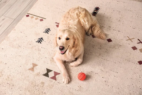 Sød Sjov Hund Blødt Tæppe Derhjemme - Stock-foto