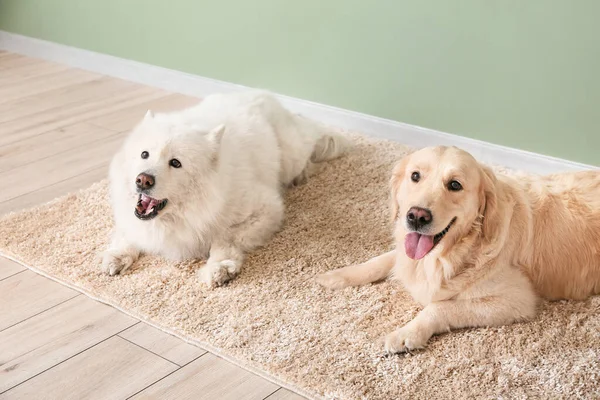 Χαριτωμένα Αστεία Σκυλιά Μαλακό Χαλί Στο Σπίτι — Φωτογραφία Αρχείου