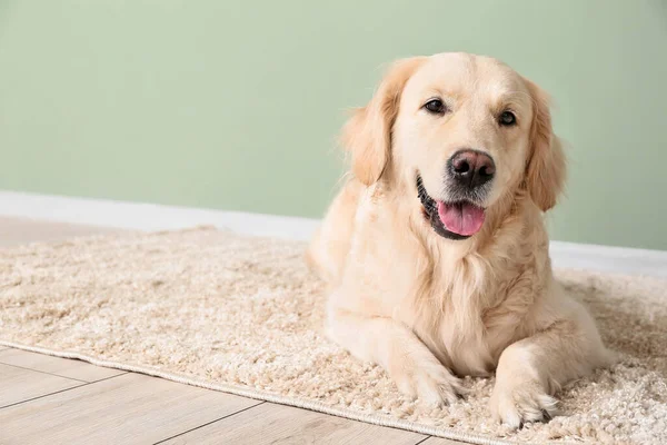 Evdeki yumuşak halıda sevimli komik bir köpek.