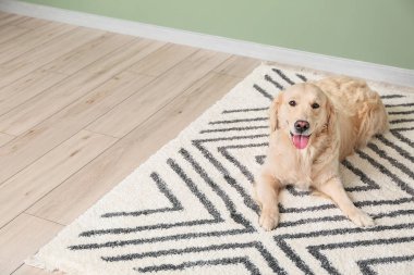Evdeki yumuşak halıda sevimli komik bir köpek.