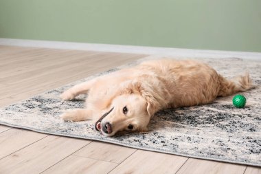 Evdeki yumuşak halıda sevimli komik bir köpek.