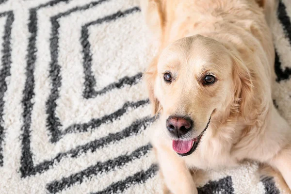 Sød Sjov Hund Blødt Tæppe Derhjemme - Stock-foto