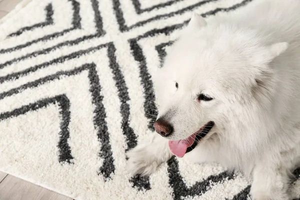 Sød Sjov Hund Blødt Tæppe Derhjemme - Stock-foto