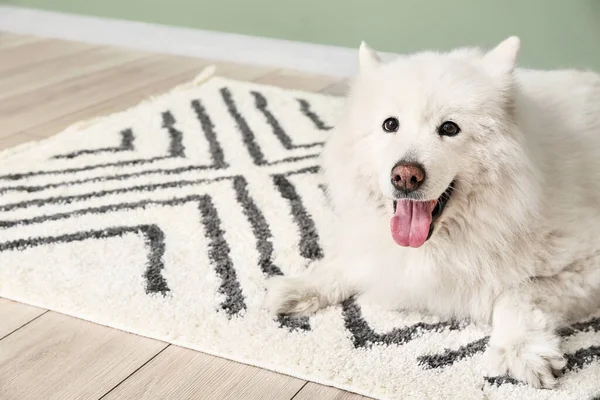 Anjing Lucu Lucu Karpet Lembut Rumah — Stok Foto