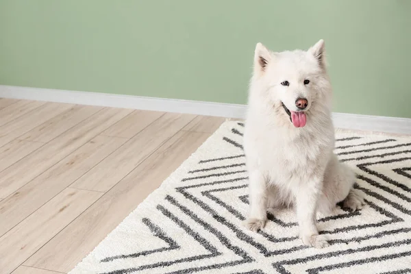 Cão Engraçado Bonito Tapete Macio Casa — Fotografia de Stock