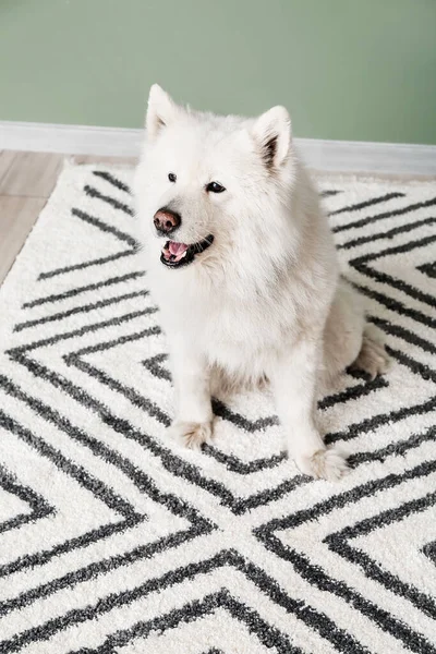 Sød Sjov Hund Blødt Tæppe Derhjemme - Stock-foto