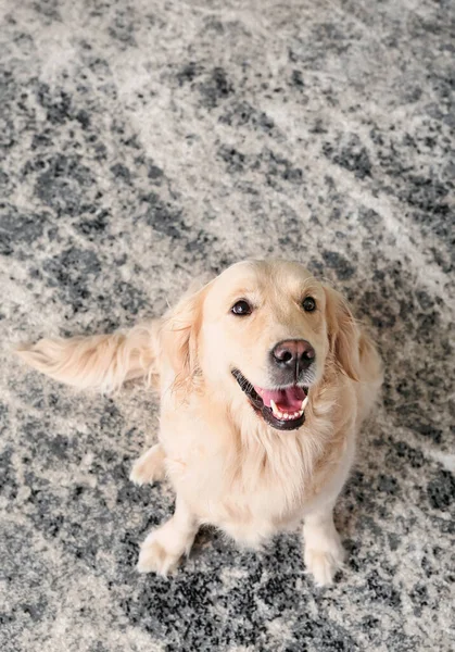 Anjing Lucu Lucu Karpet Lembut Rumah — Stok Foto