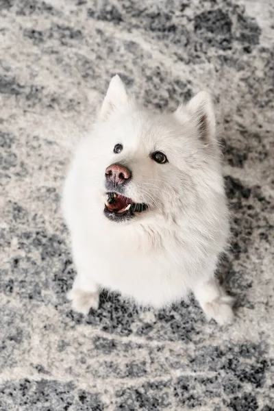 Söt Rolig Hund Mjuk Matta Hemma — Stockfoto