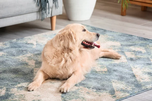 Sød Sjov Hund Blødt Tæppe Derhjemme - Stock-foto