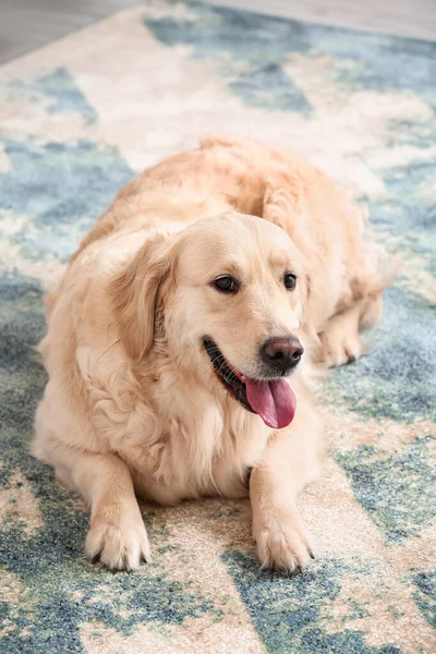 Cute Funny Dog Soft Carpet Home — Stock Photo, Image