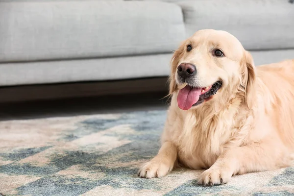 Sød Sjov Hund Blødt Tæppe Derhjemme - Stock-foto