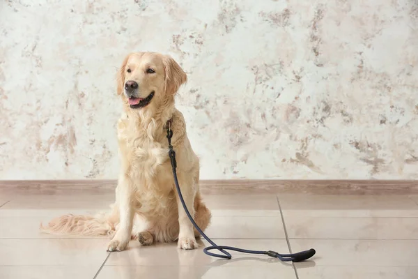 Lindo Perro Labrador Con Plomo Interior — Foto de Stock