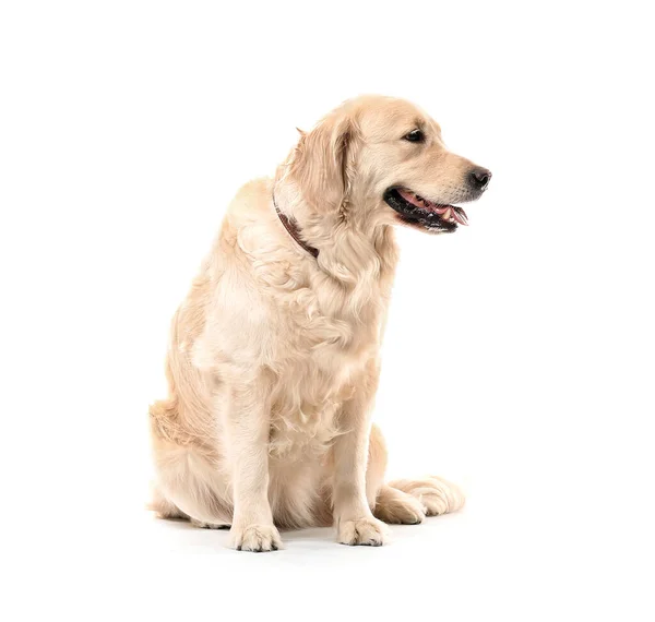 Niedlicher Labrador Hund Auf Weißem Hintergrund — Stockfoto