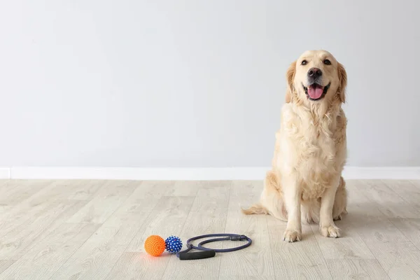 Anjing Labrador Lucu Dengan Timah Dan Mainan Dalam Ruangan — Stok Foto