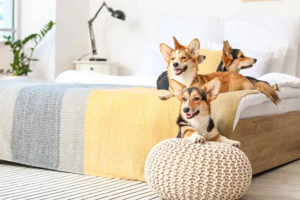 Χαριτωμένο Corgi Σκυλιά Στο Υπνοδωμάτιο Στο Σπίτι — Φωτογραφία Αρχείου