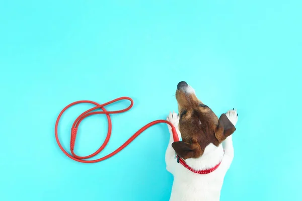 Cute Jack Russel Terrier Lead Color Background — Stock Photo, Image