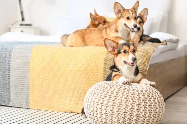 Aranyos Corgi Kutyák Hálószobában Otthon — Stock Fotó