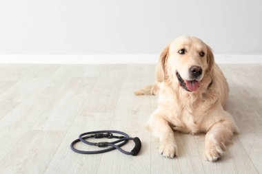 Labrador köpeği çok tatlıymış.