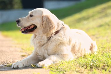 Labrador köpeği parkta dinleniyor.
