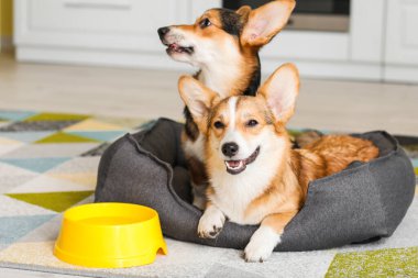 Evdeki mutfağında evcil hayvan yatağı olan şirin Corgi köpekleri.