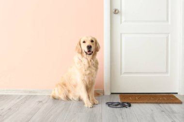 Koridorda başı çeken şirin Labrador köpeği.