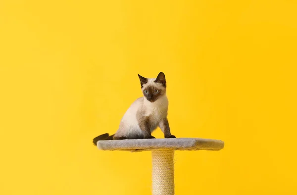 Χαριτωμένο Ταϊλάνδης Γάτα Παίζει Ξύσιμο Θέση Στο Φόντο Χρώμα — Φωτογραφία Αρχείου
